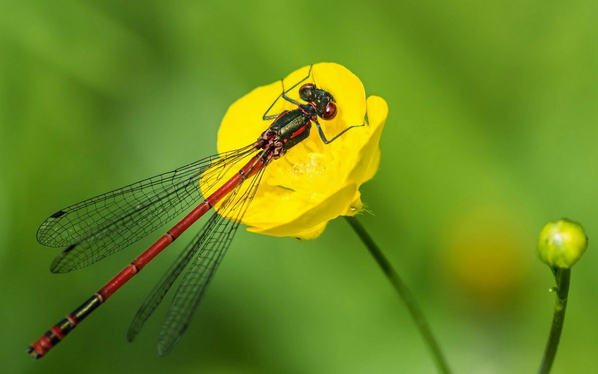 Стрекоза на цветочке