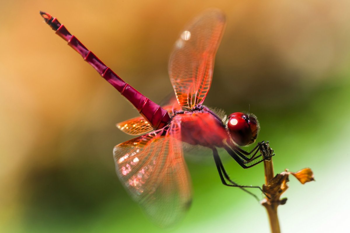 Розовая Стрекоза