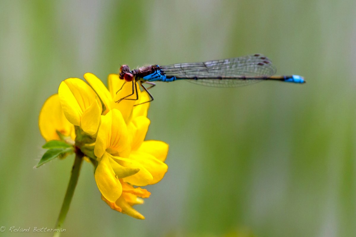 Луговые цветы и Стрекозы