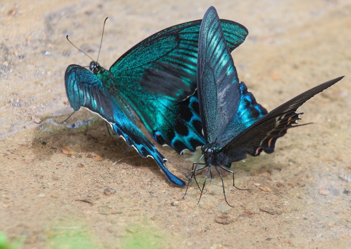 Синяя бабочка гиф