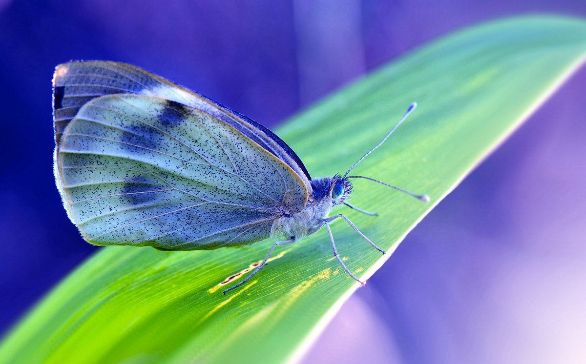 Morpho peleides