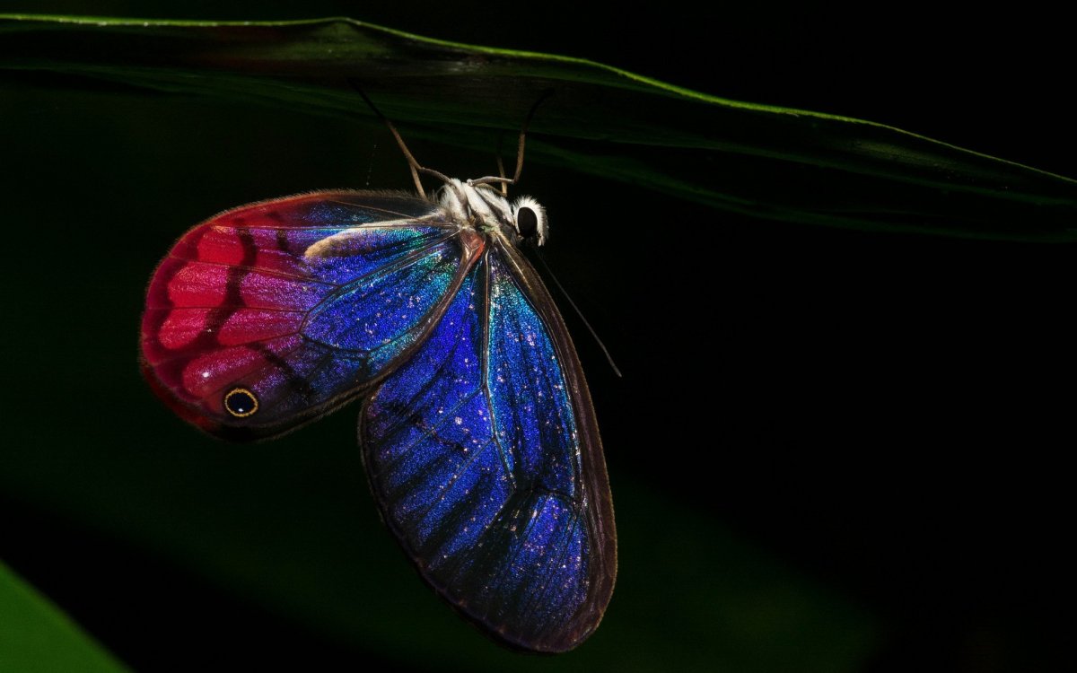 Голубая моль