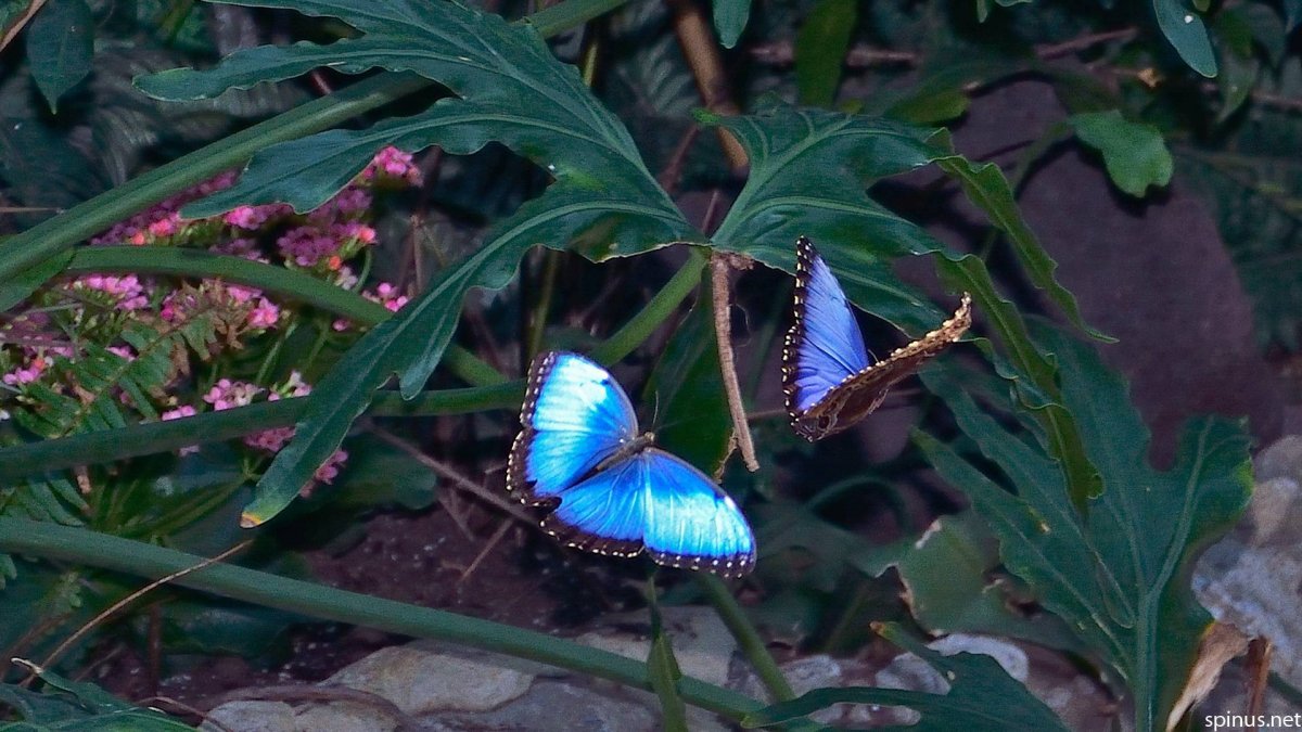 Баттерфляй Блэк