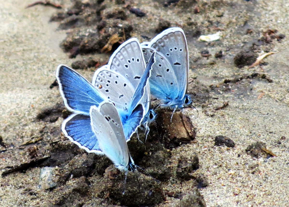 Синяя бабочка