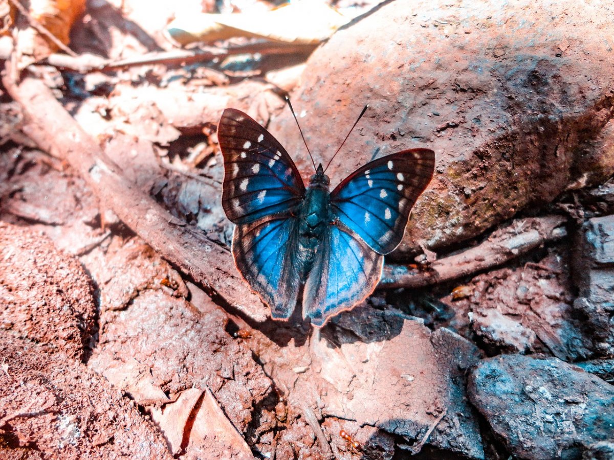 Стрекоза Радужница