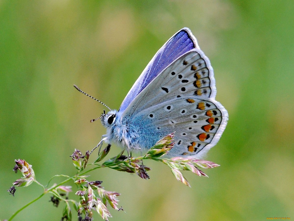 Голубой мотылек