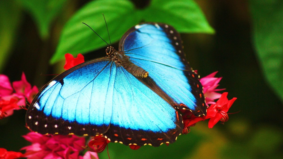 Махаон Зорька капустница траурница Переливница