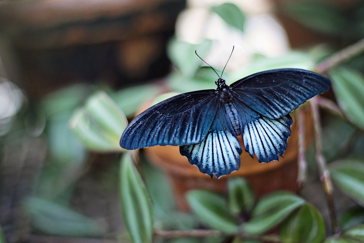 Морфо Пелеида (Morpho peleides)