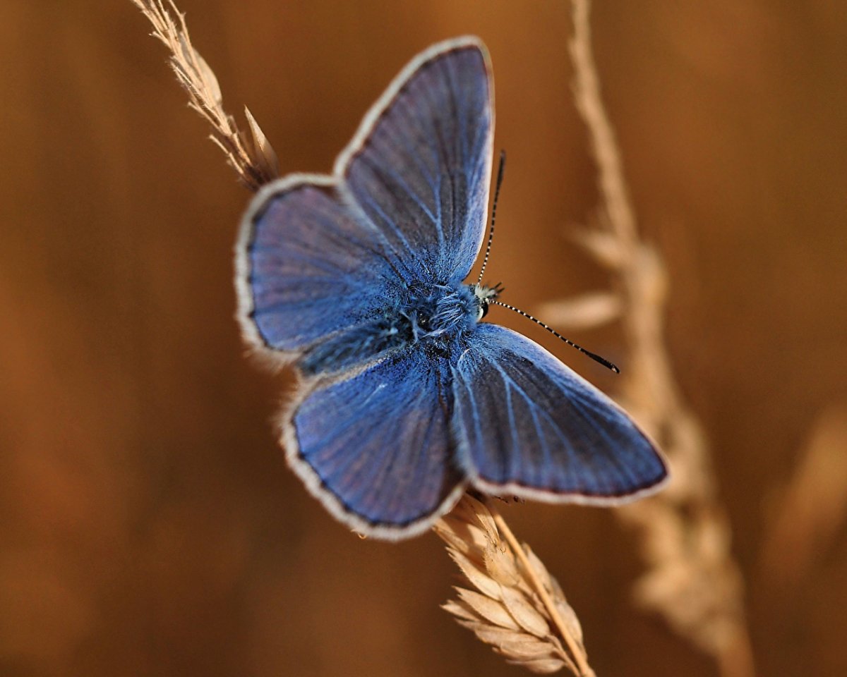 Голубянка синяя