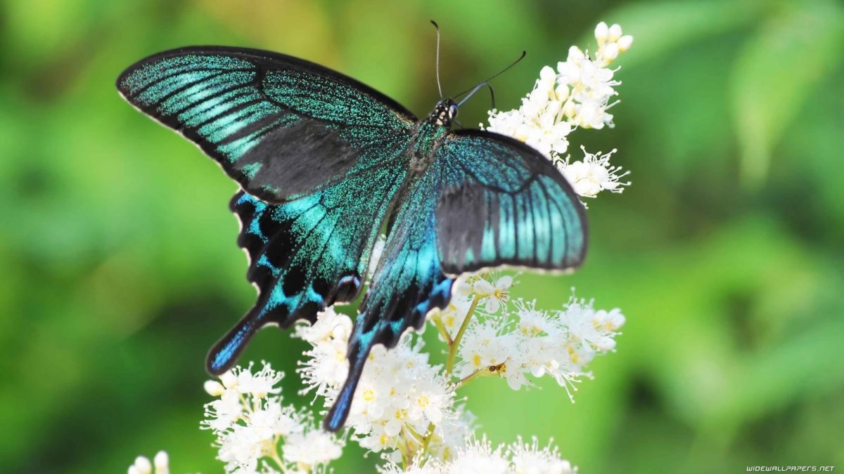 Черно синяя бабочка