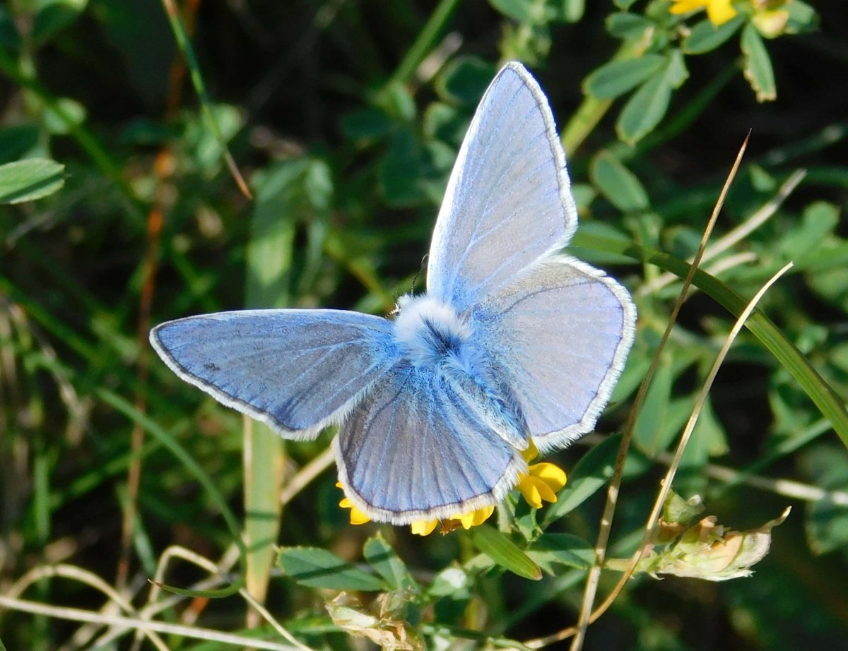 Бабочка Морфо Дидиус