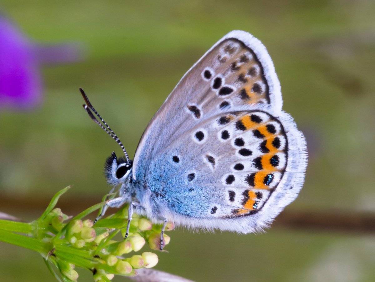 Луговые бабочки