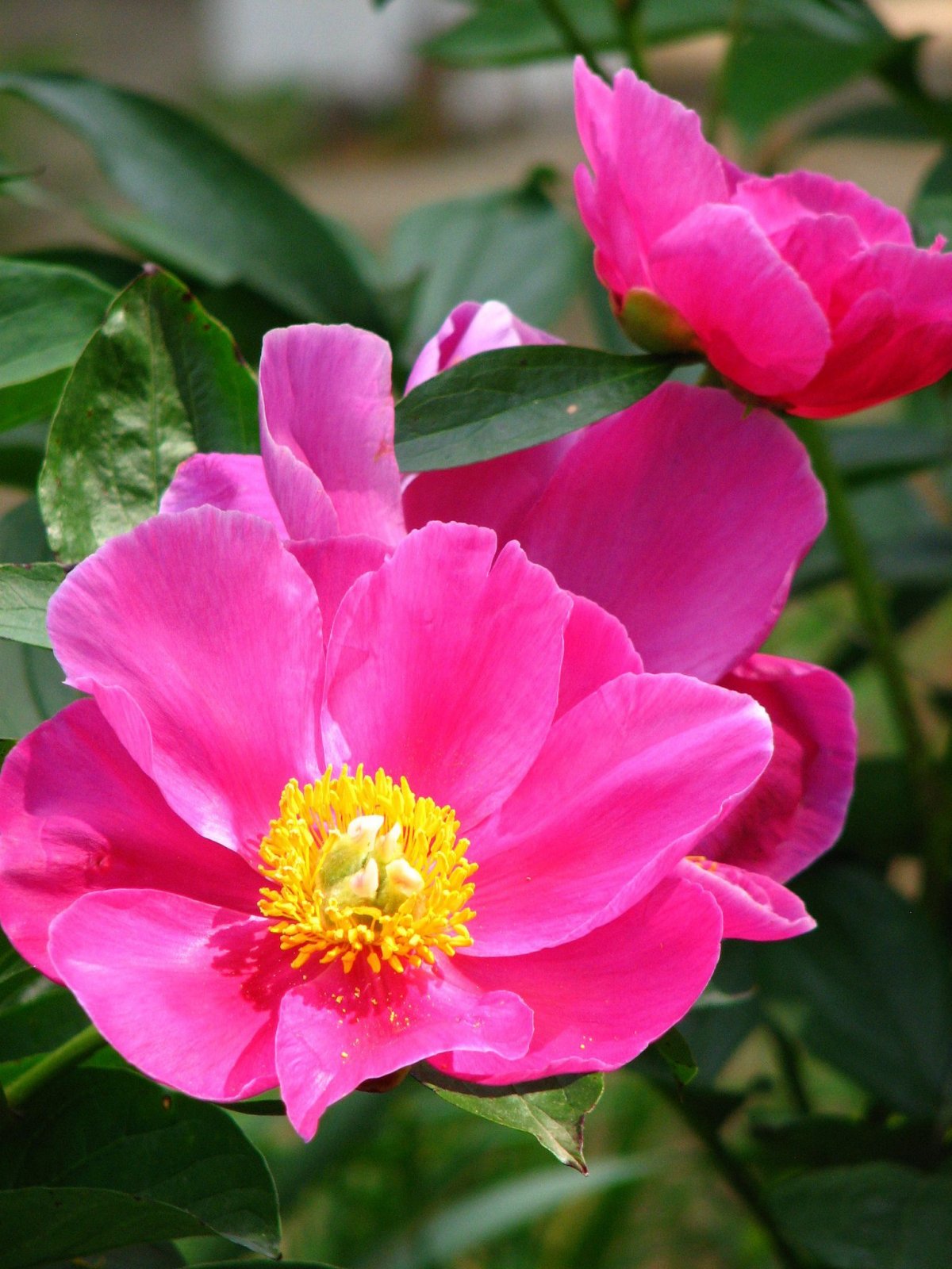 Little medicineman пион