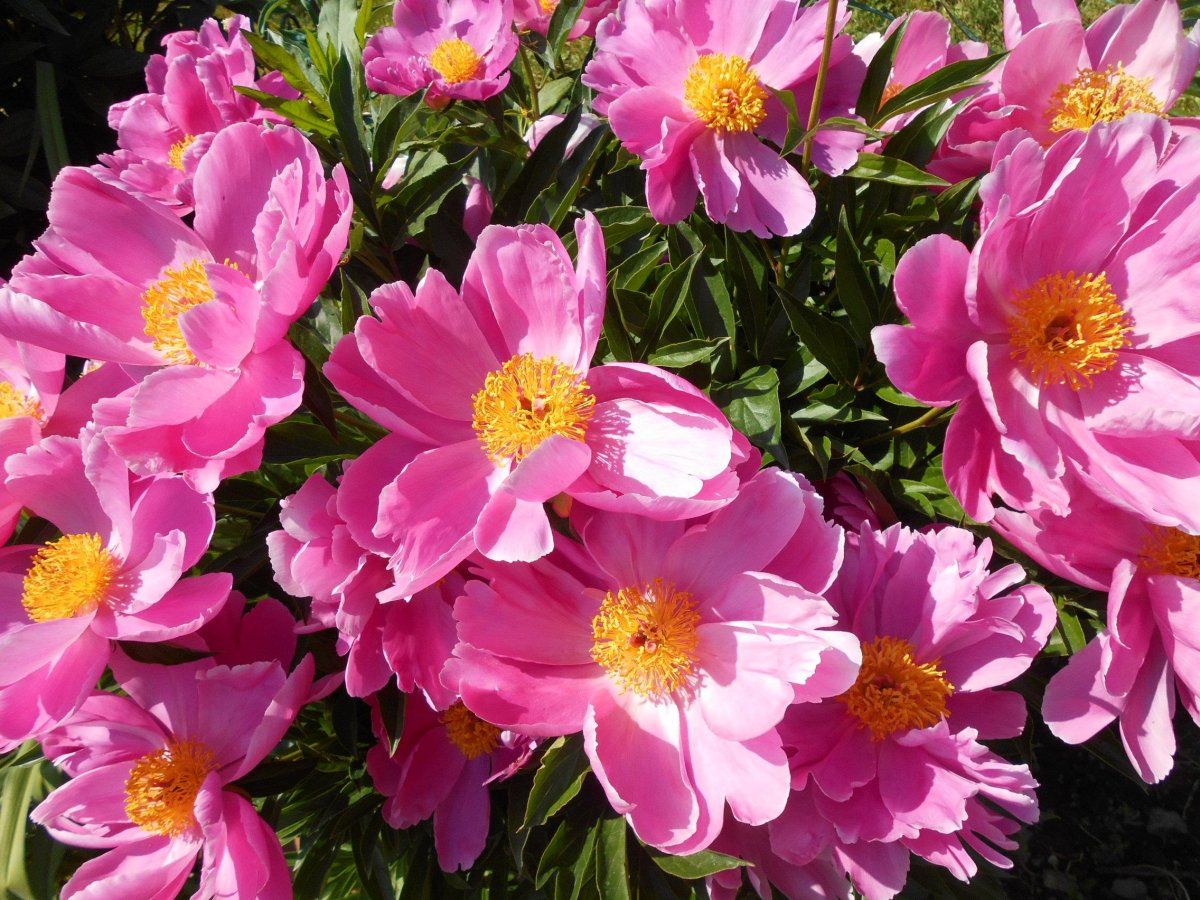 Пион молочноцветковый дансинг Баттерфляй