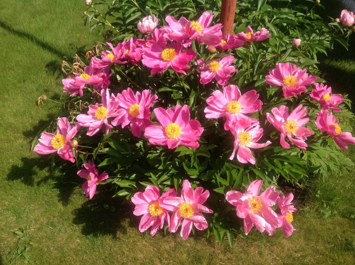 Пион дансинг Баттерфляй