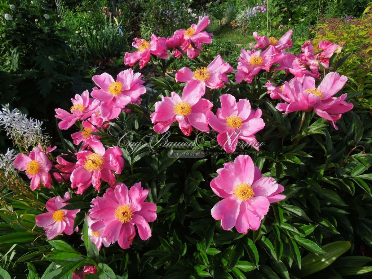 Пион молочноцветковый дансинг Баттерфляй