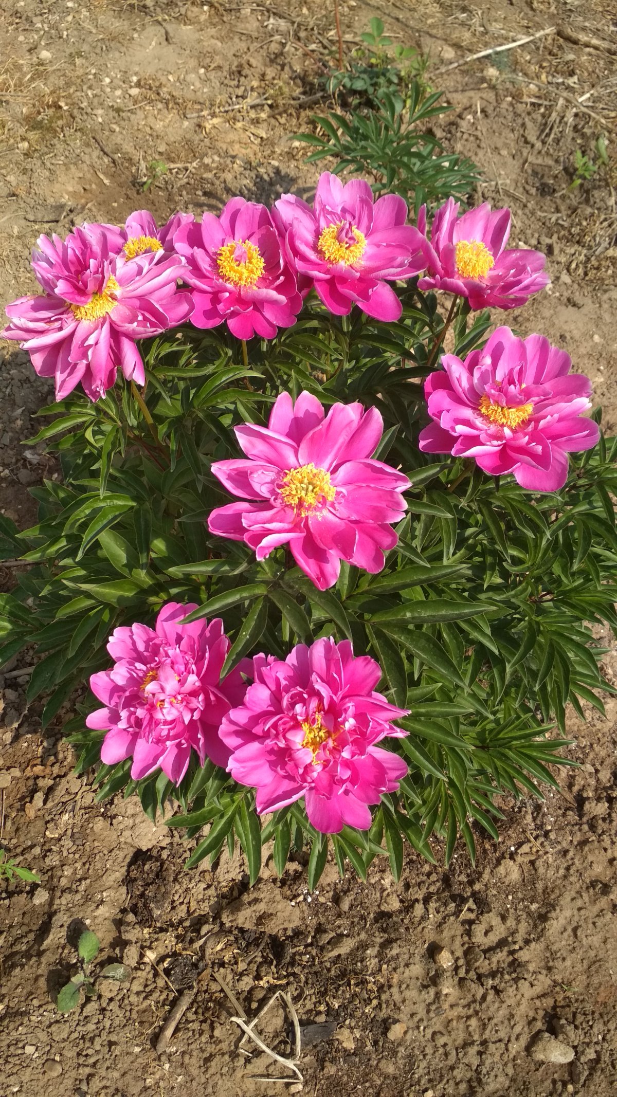 Пион Prairie Butterflies