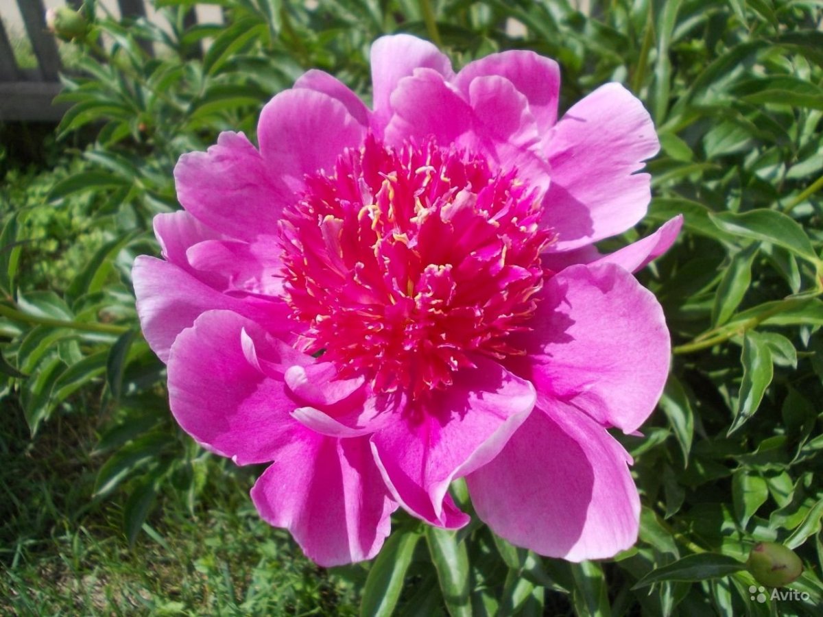 Пион красный макро