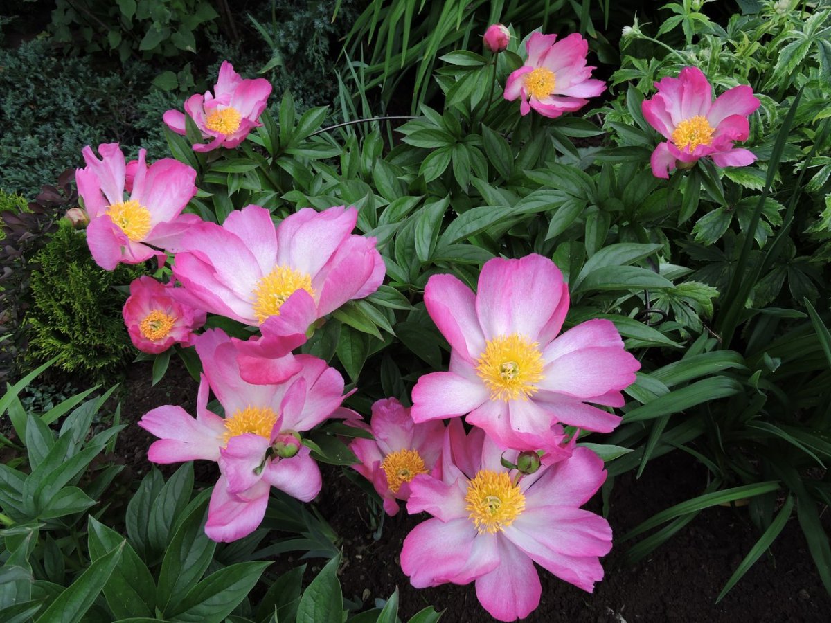 Пион фото крупным планом