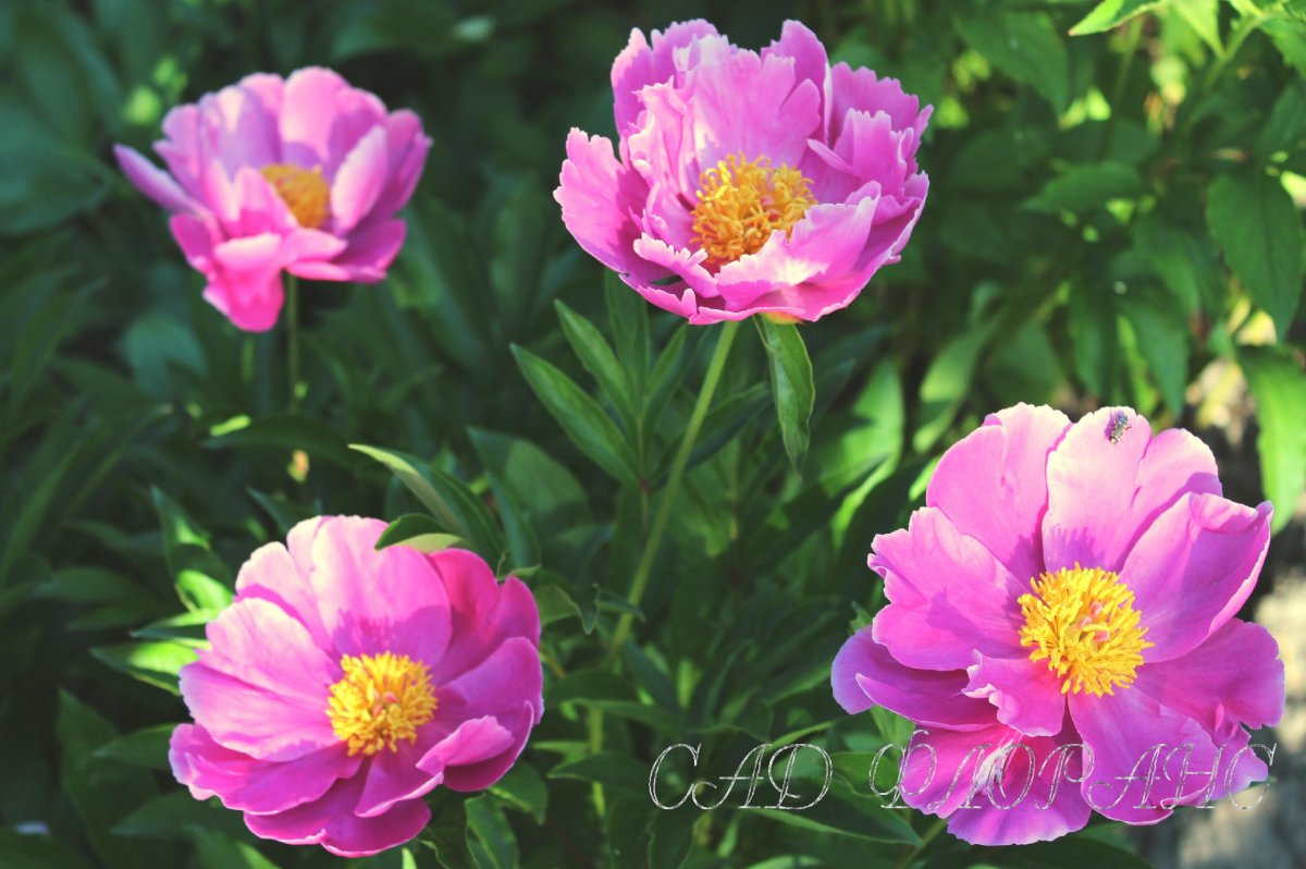 Пион Dancing Butterfly