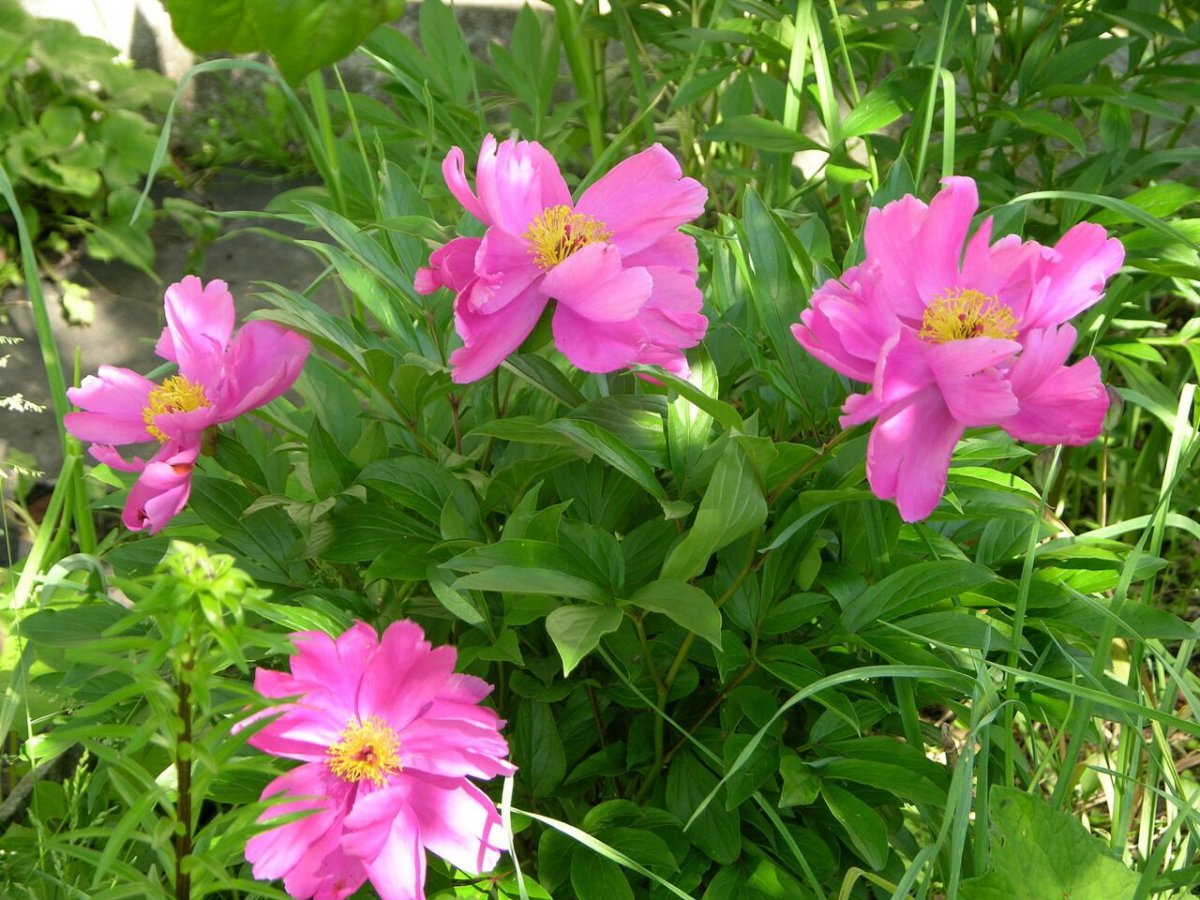 Пион Баттерфляй