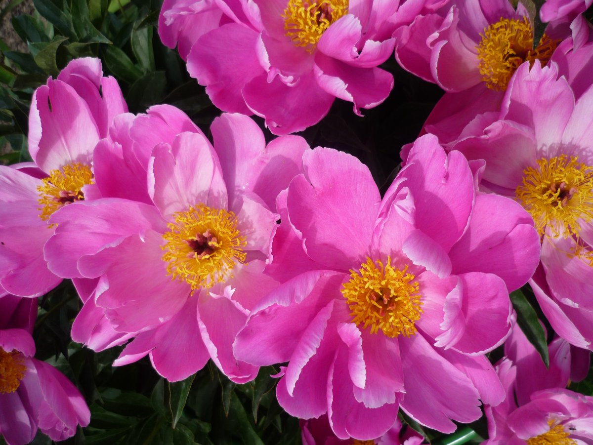 Пион молочноцветковый дансинг Баттерфляй