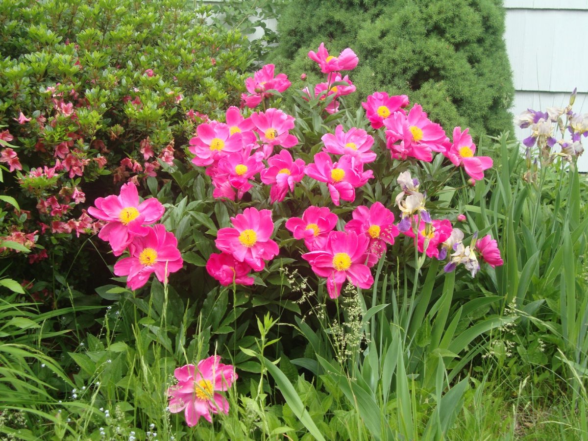 Пион Dancing Butterfly (дансин Баттерфлай)