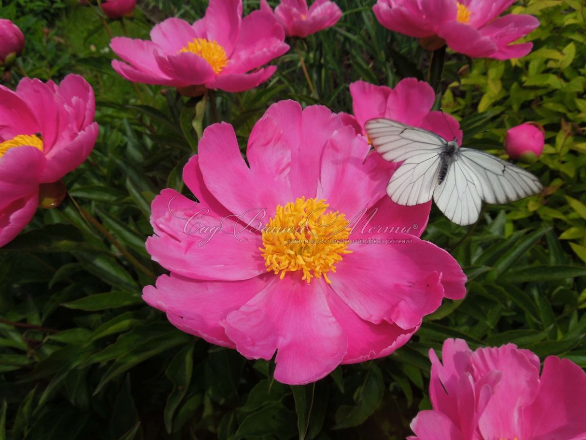 Пион травянистый дансинг Баттерфляй
