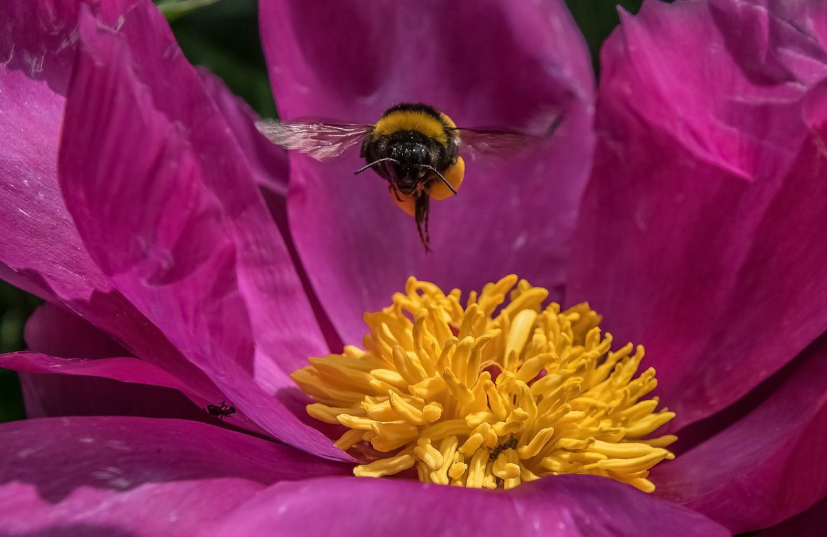 Тигровая бабочка фото