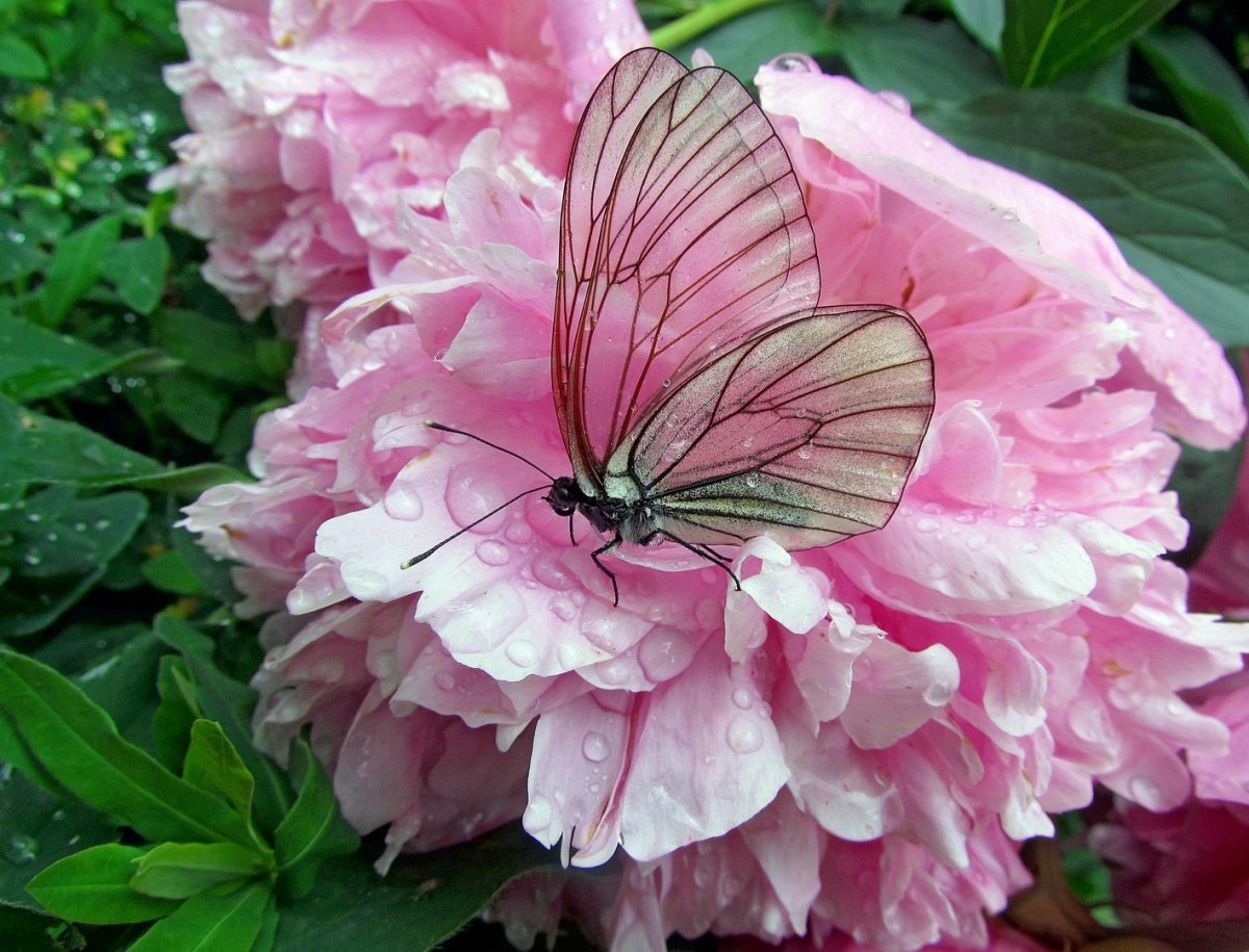 Пион травянистый полумахровый