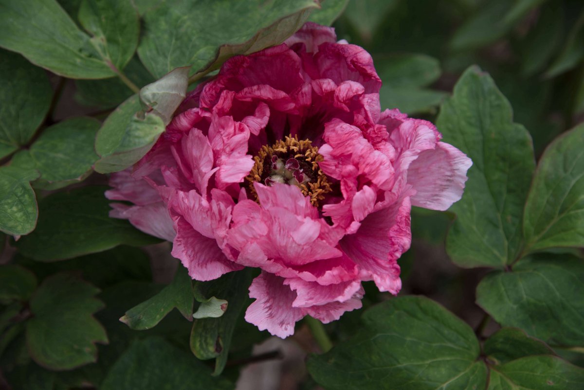 Пионы с лилиями