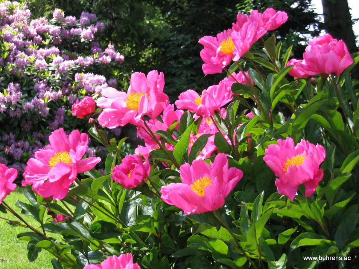 Пион молочноцветковый дансинг Баттерфляй