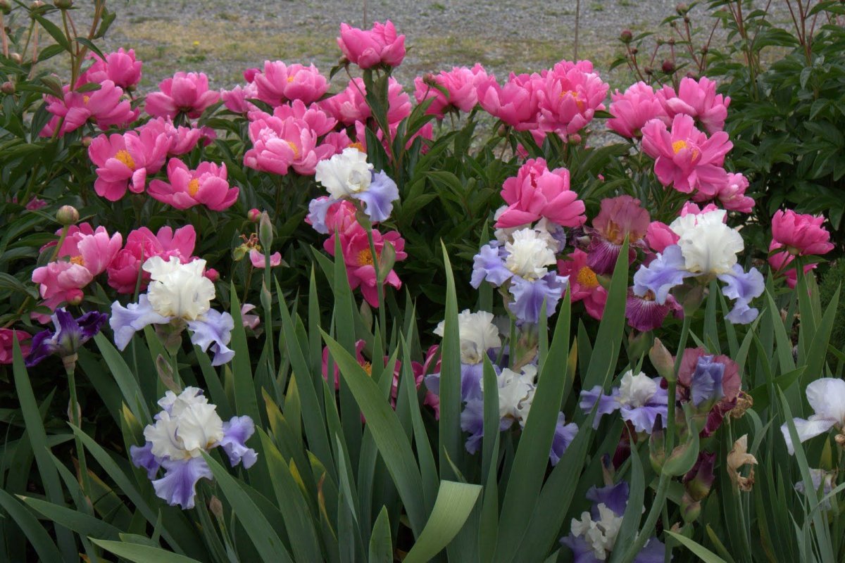 Пион молочноцветковый Nymphe