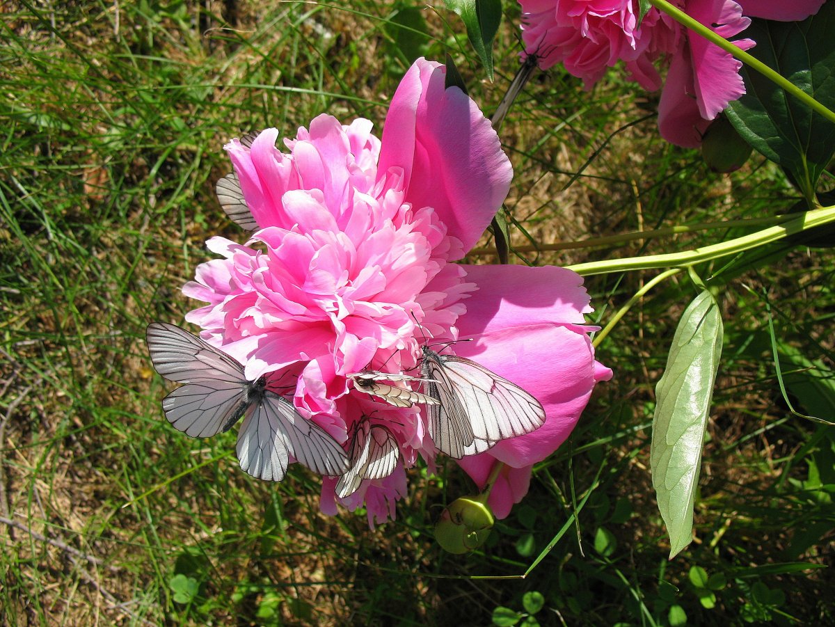 Шикарные бабочки и пионы