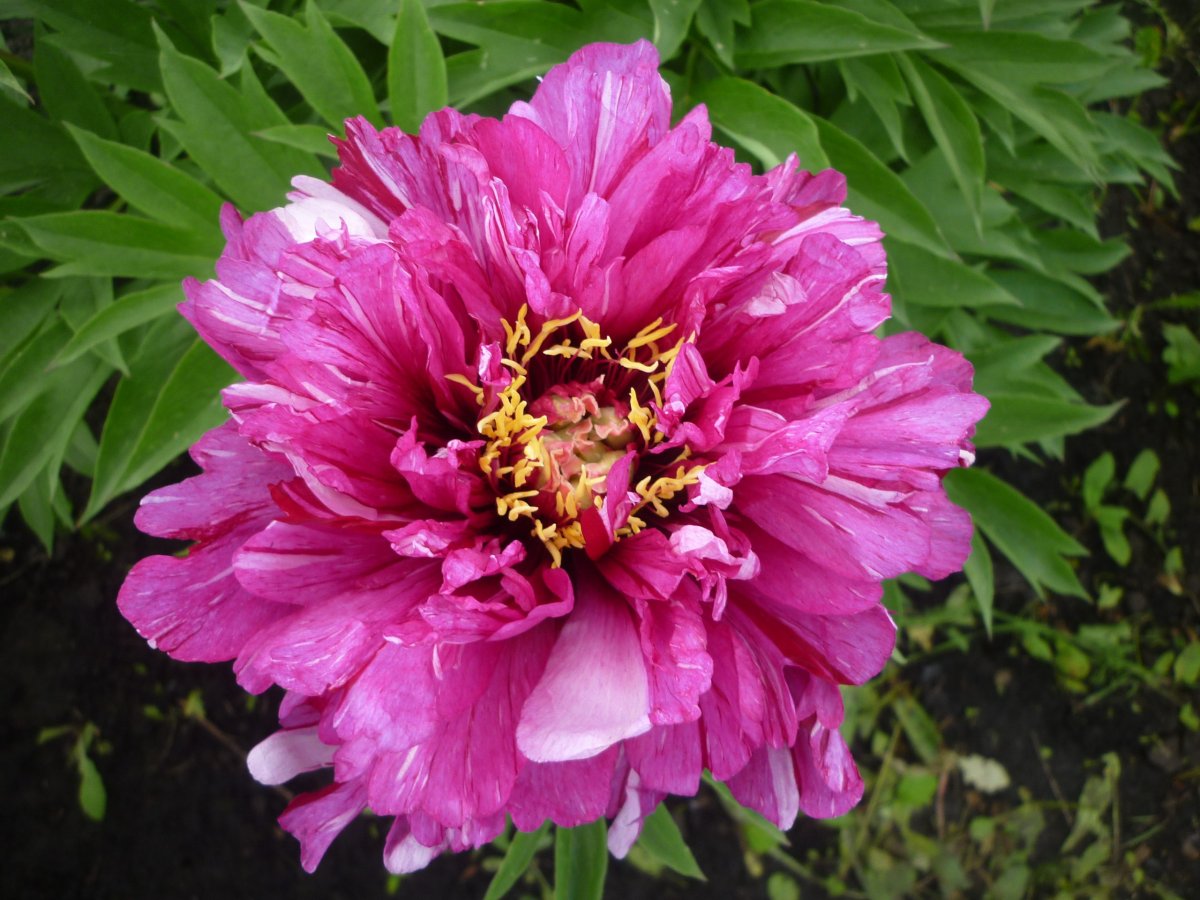 Пион сонома опал