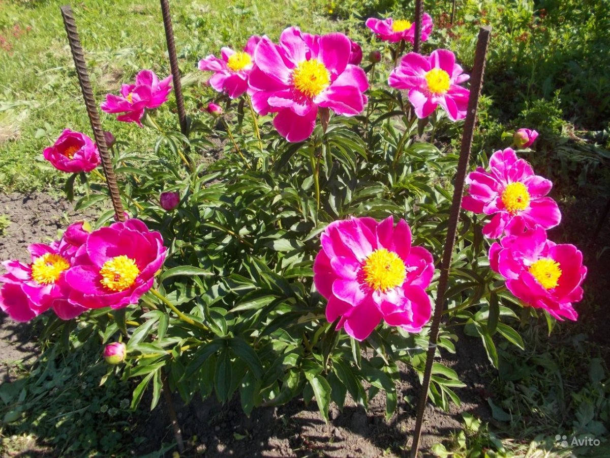 Пион травянистый стая бабочек