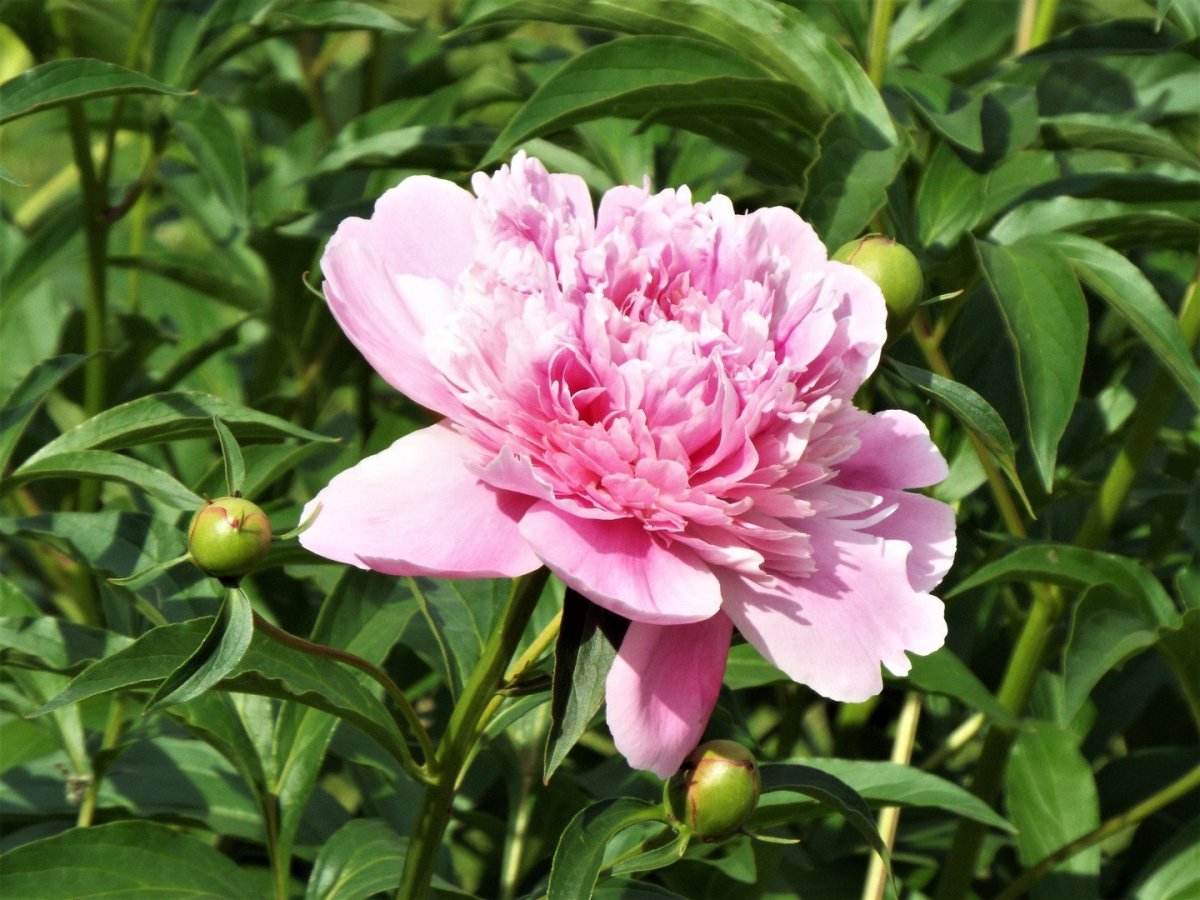 Пион древовидный гвоздичный бутон