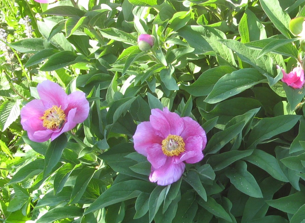 Бабочка на цветке