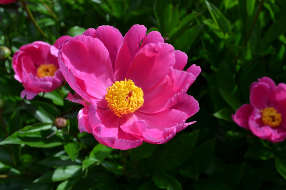 Пион нектар