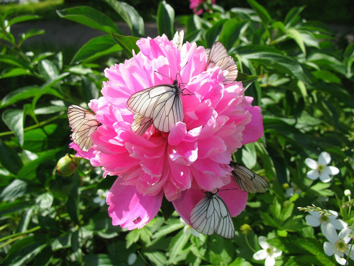 Пион Уолтер Мейнс