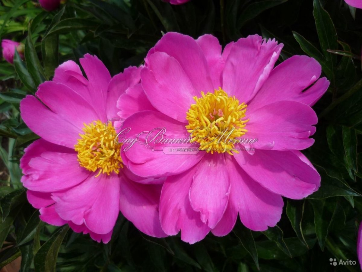 Пион травянистый дансинг Баттерфляй