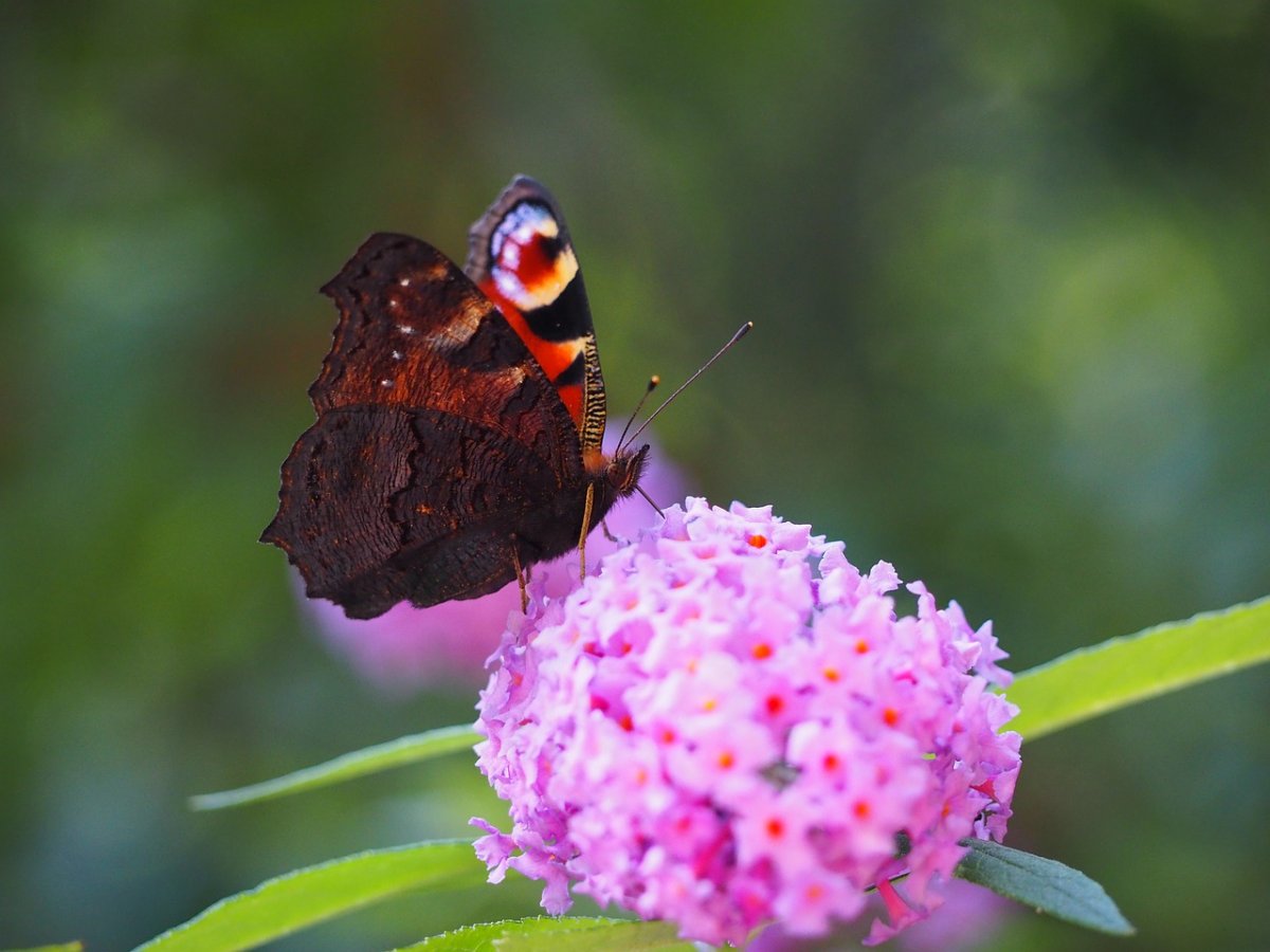 Бабочки опылители