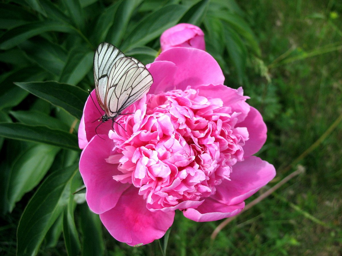 Бабочки и пионы