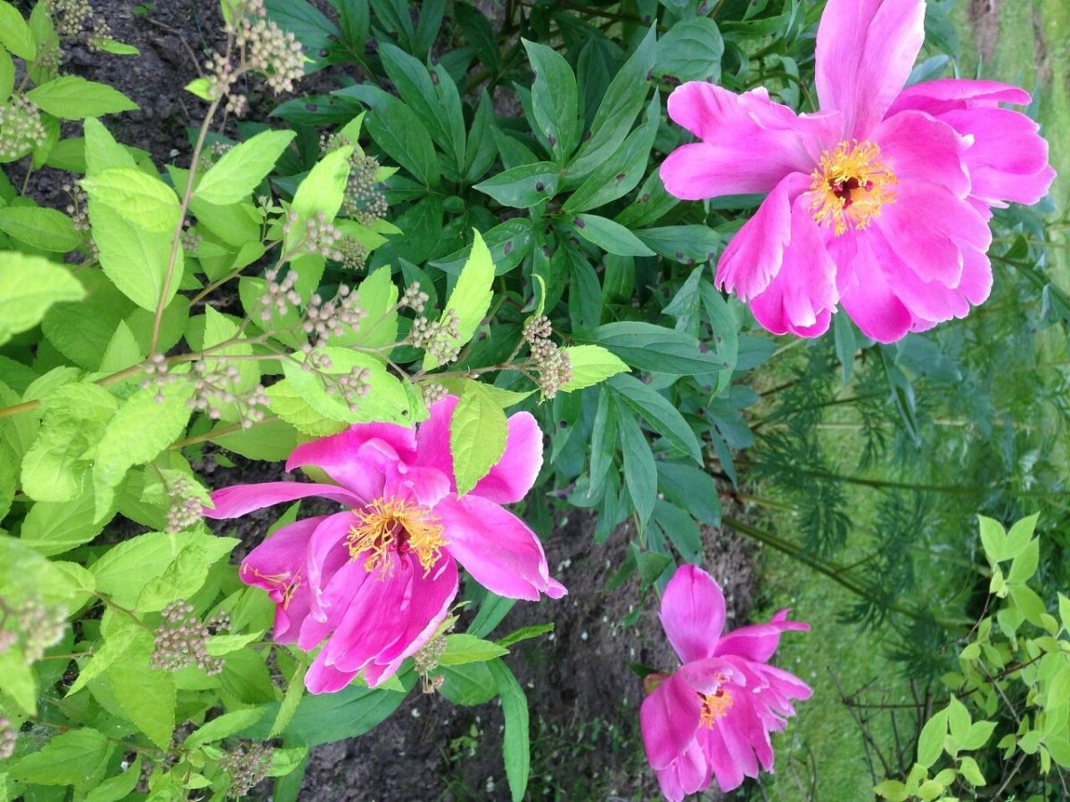 Данс де ФЮ пион