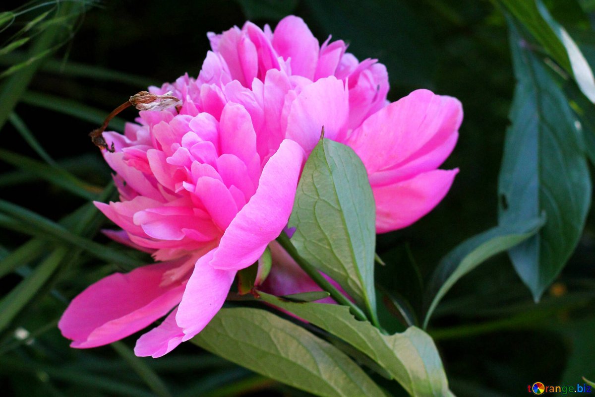 Пион травянистый розовый жемчуг