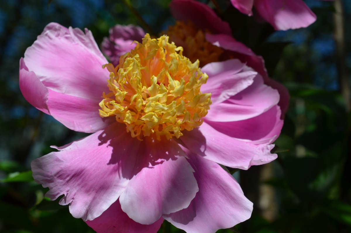 Пион Paeonia lactiflora