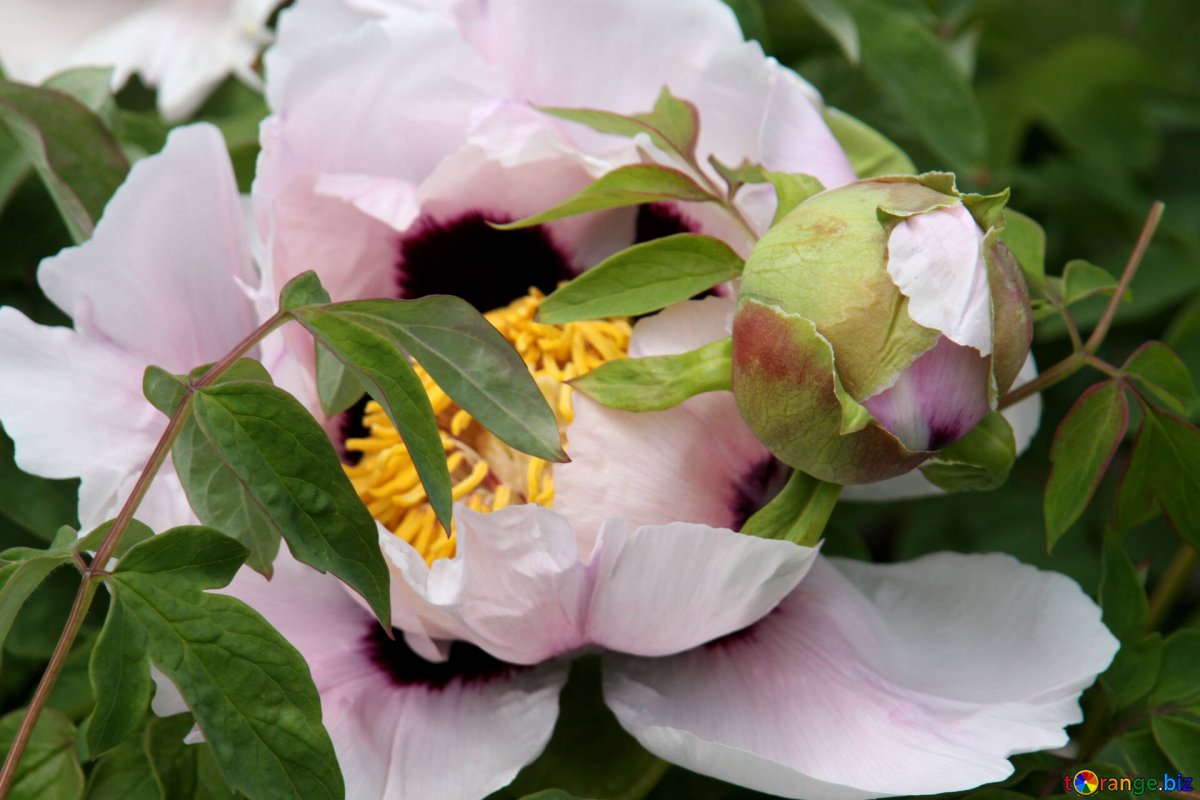 Дикие цветы