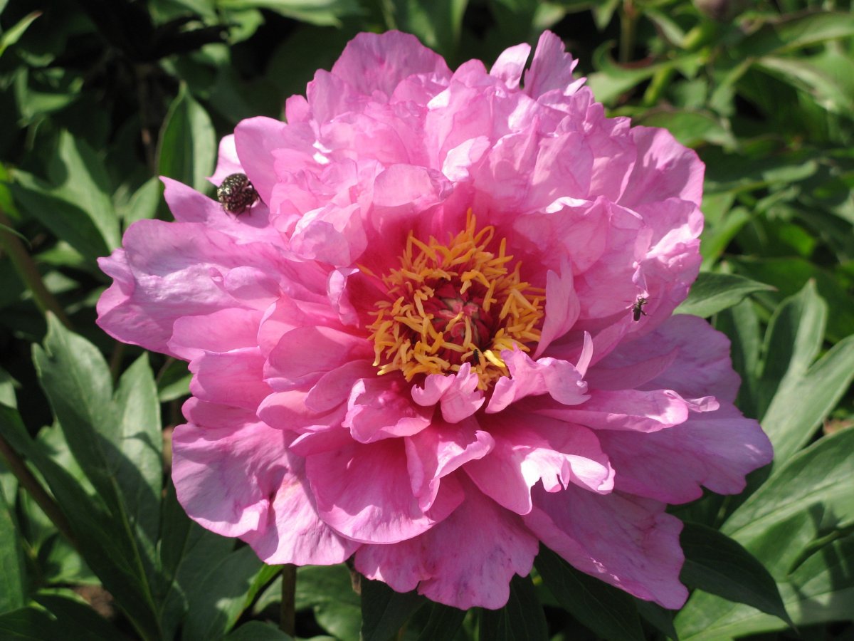 Бабочка на розовом цветке