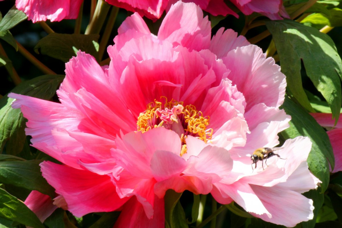 Розалинда Баттерфляй