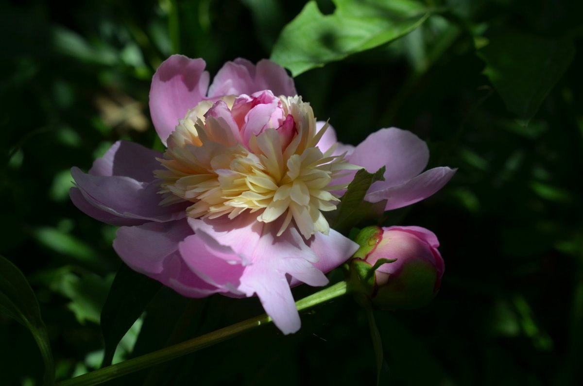 Пионы с насекомыми